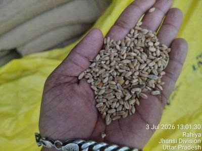 Water Affected Stock of Maida, Suji, Tandoori Aata, Choker, Chakki Aata, Wheat etc.